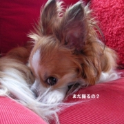 「アディポネクチンで長生き」第１弾★自慢の愛犬＆愛猫だからこそ！アディポネクチンで少しでも長生きして欲しい！の投稿画像