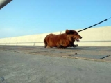 「まだまだ！」の画像（1枚目）