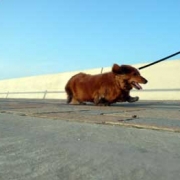 「まだまだ！」第１弾★自慢の愛犬＆愛猫だからこそ！アディポネクチンで少しでも長生きして欲しい！の投稿画像