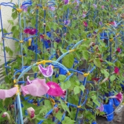 「朝顔の観察日記」【豪華現品】夏にぴったりの美容液！あなたの&rdquo;夏&rdquo;を写真に撮ろう！の投稿画像