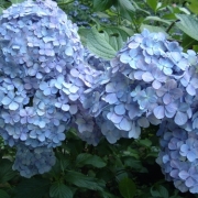 「アジサイ」【豪華現品】夏にぴったりの美容液！あなたの&rdquo;夏&rdquo;を写真に撮ろう！の投稿画像