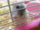 ちっちゃいけど存在感は人並