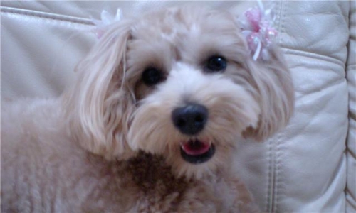 るぅちゃん、2歳です