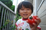 「トマト、採れたよ！！」の画像（1枚目）