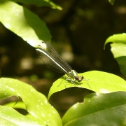 「とんぼ」「残暑お見舞い申し上げます！」なフォト大募集！の投稿画像