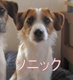 僕はジャックラッセルのソニックです。お見合いははじめてです。