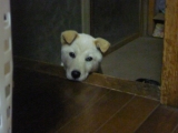 覗き見・・・