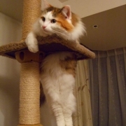 「パニオン立ち」かわいいペットのお見合い写真大募集！！【第３回 Myペット フォトコンテスト】の投稿画像