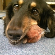 「我が家ののんびり屋さん」かわいいペットのお見合い写真大募集！！【第３回 Myペット フォトコンテスト】の投稿画像