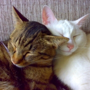 「癒し系(^^;)」かわいいペットのお見合い写真大募集！！【第３回 Myペット フォトコンテスト】の投稿画像