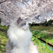 「専属モデルに・・・」かわいいペットのお見合い写真大募集！！【第３回 Myペット フォトコンテスト】の投稿画像