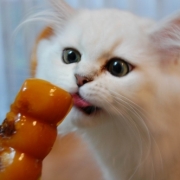 「普段のワタシは・・・」かわいいペットのお見合い写真大募集！！【第３回 Myペット フォトコンテスト】の投稿画像