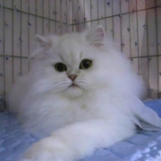 「本気をだしたら・・・」かわいいペットのお見合い写真大募集！！【第３回 Myペット フォトコンテスト】の投稿画像