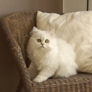 「お見合いだったら・・・」かわいいペットのお見合い写真大募集！！【第３回 Myペット フォトコンテスト】の投稿画像