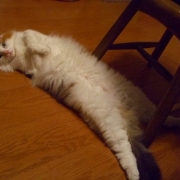 「三毛猫ですが･･･」かわいいペットのお見合い写真大募集！！【第３回 Myペット フォトコンテスト】の投稿画像