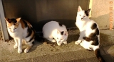 みけぴょんご一家の、日向ぼっこ