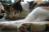 お昼寝中☆