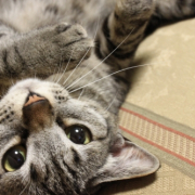 「うにゃ」わんこ＆にゃんこの&ldquo;癒し顔&rdquo;写真大募集！の投稿画像