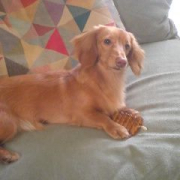 「これオレの☆いいでしょ？？」わんこ＆にゃんこの&ldquo;癒し顔&rdquo;写真大募集！の投稿画像