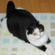 「これが私のリラックススタイル。」わんこ＆にゃんこの&ldquo;癒し顔&rdquo;写真大募集！の投稿画像