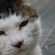 「まぶしいの～」わんこ＆にゃんこの&ldquo;癒し顔&rdquo;写真大募集！の投稿画像