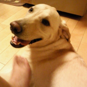 「もっと、もっと～！」わんこ＆にゃんこの&ldquo;癒し顔&rdquo;写真大募集！の投稿画像