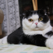 「癒されるというより。。。」わんこ＆にゃんこの&ldquo;癒し顔&rdquo;写真大募集！の投稿画像