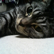 「同じ目線で・・・」わんこ＆にゃんこの&ldquo;癒し顔&rdquo;写真大募集！の投稿画像