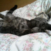 「爆睡中」わんこ＆にゃんこの&ldquo;癒し顔&rdquo;写真大募集！の投稿画像