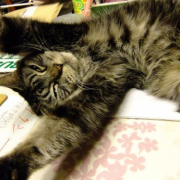 「なんかポーズして！！」わんこ＆にゃんこの&ldquo;癒し顔&rdquo;写真大募集！の投稿画像