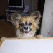 「ごはん、まだ？」わんこ＆にゃんこの&ldquo;癒し顔&rdquo;写真大募集！の投稿画像