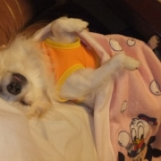 「爆睡中♪」【かわいいフォトブックKpi Pink】ついついニヤけてしまう写真大募集！☆の投稿画像