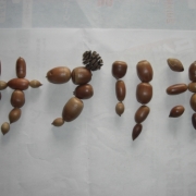 「どんぐりで書いてみたよ」サプリ米と考えよう！何かを使ってサプリ米って書いてください！！の投稿画像