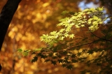 みどりの紅葉