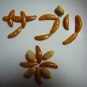 「柿の種でサプリ米＾＾」サプリ米と考えよう！何かを使ってサプリ米って書いてください！！の投稿画像