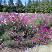 「背高のっぽのコスモス」【ブログがなくてもOK！】ピンク色の写真を投稿してサイトをピンク色に染めよう！の投稿画像