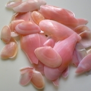 「さくら貝」【ブログがなくてもOK！】ピンク色の写真を投稿してサイトをピンク色に染めよう！の投稿画像