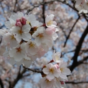 「ピンク大好きです。」【ブログがなくてもOK！】ピンク色の写真を投稿してサイトをピンク色に染めよう！の投稿画像