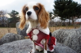 クリスマス