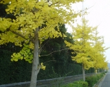 日曜写真館　三〇枚目「黄落」