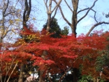 新宿御苑で紅葉をﾊﾟﾁﾘｯ！