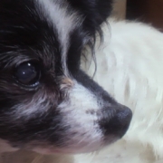 「大事な家族の旅立ち。」★歳末写真データ一掃企画！★2010年あなたの今年の一枚大募集！！の投稿画像