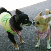 「悲しみをのりこえ・・・。」★歳末写真データ一掃企画！★2010年あなたの今年の一枚大募集！！の投稿画像