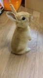 うちのウサちゃん・・・