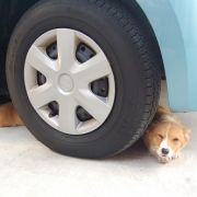 「新種ですね？」＜第４回フォトコンテスト＞ うちのペット自慢 【kamikau.com】の投稿画像