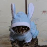 「ベンガルうさちゃん」＜第４回フォトコンテスト＞ うちのペット自慢 【kamikau.com】の投稿画像