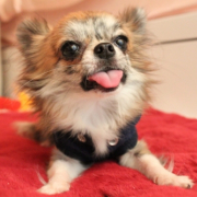 「チワワのずんだ」甘くとろけそうな写真大募集&hearts;バレンタインにひと味違ったメッセージカードを贈ろう！の投稿画像