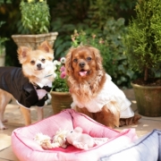 「おめかし！！」＜第４回フォトコンテスト＞ うちのペット自慢 【kamikau.com】の投稿画像