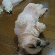 「極楽、極楽。」＜第４回フォトコンテスト＞ うちのペット自慢 【kamikau.com】の投稿画像