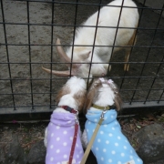 「動物園に行ったョ」＜第４回フォトコンテスト＞ うちのペット自慢 【kamikau.com】の投稿画像